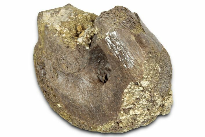 Partial Dinosaur (Struthiomimus?) Metatarsal - Montna #331258